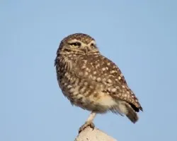 Athene cunicularia