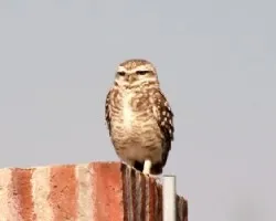 Athene cunicularia