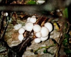 Cyttaria Darwinii