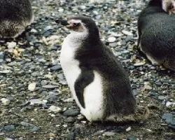 Spheniscus magellanicus