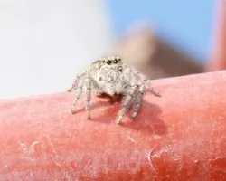 euophrys sutrix