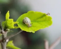 helix aspersa