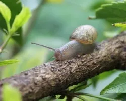 helix aspersa