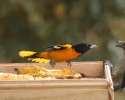 Icterus galbula