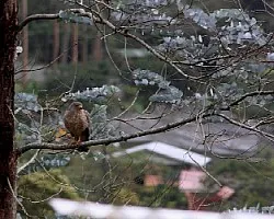 Buteo magnirostris