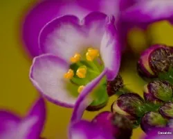 Alyssum sp macros