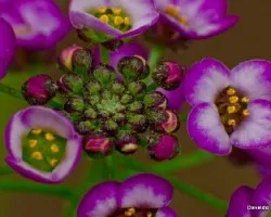 Alyssum sp macros