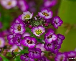 Alyssum sp macros