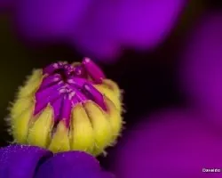 Cineraria
