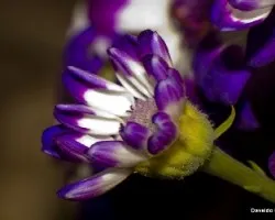 Cineraria