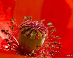 Papaver somniferum