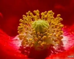 Papaver somniferum