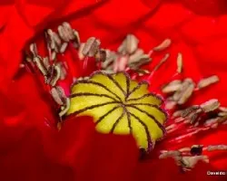 Papaver somniferum