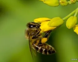 Abeja