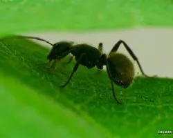Hormiga