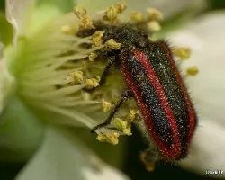 Bichito desconocido