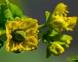 Ruta graveolens
