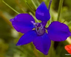 Delphinium ajacis