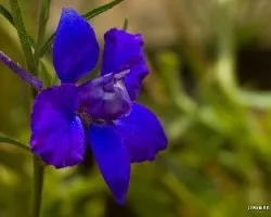 Delphinium ajacis
