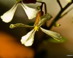 Eruca sativa