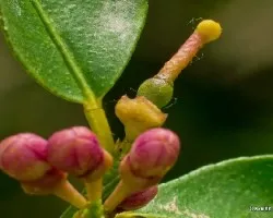Citrus limon