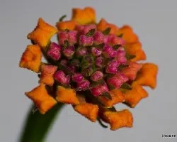 Lantana camara