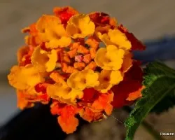 Lantana camara