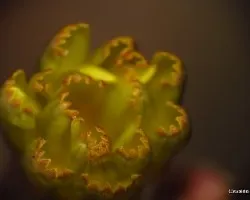 Lactuca sativa