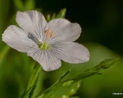 Linum usitatissimum