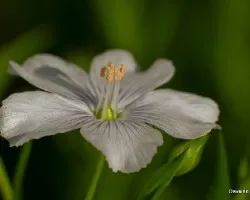 Linum usitatissimum