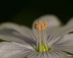 Linum usitatissimum