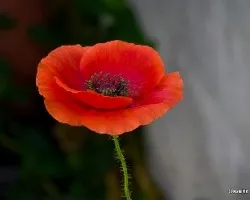 Papaver