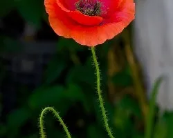 Papaver
