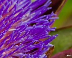 Cynara cardunculus