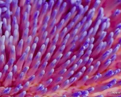 Cynara cardunculus