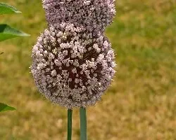 Allium porrum