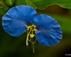Commelina coelestis 