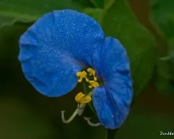 Commelina coelestis 