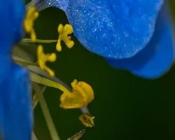 Commelina coelestis 