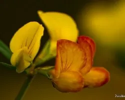 Lathyrus sp