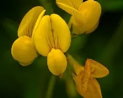 Lathyrus sp
