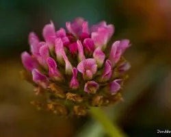 Trifolium fragiferum