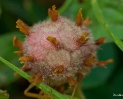 Trifolium fragiferum