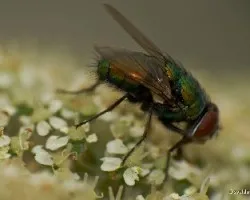 Mosca