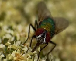 Mosca