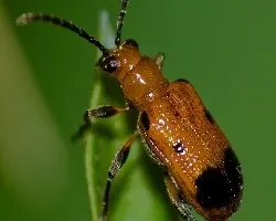 Insecto en huerta