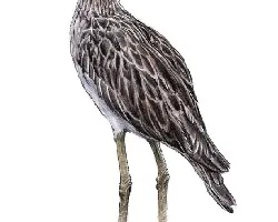 Burhinus bistriatus