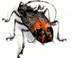 cerambycidae 01