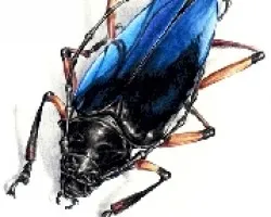 cerambycidae 02