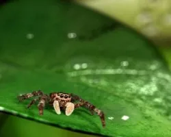 Salticidae Oscariurs Bonitus